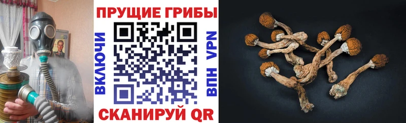 Купить Зерноград Псилоцибиновые грибы прущие грибы